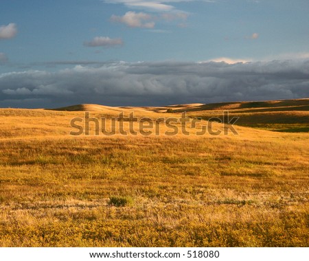 Prairie Meadow