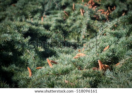 Horizontal texture background with fir tree branches with cones close up