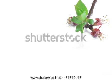 apricot flower and leaf background (Prunus armeniaca)