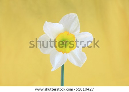 easter daffodil (Narcissus)