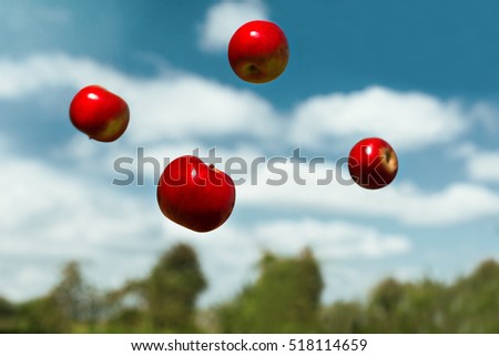 ripe apples in zero gravity thrown in the air. Autumn ripe apples, floating in zero gravity. Ripe fruits with vitamins. Royalty-Free Stock Photo #518114659