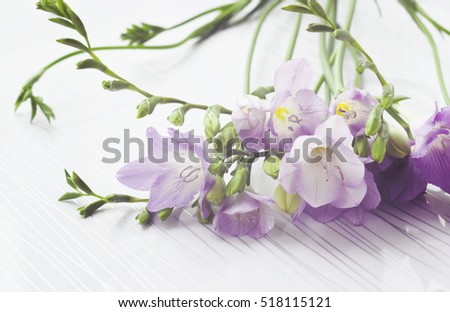 Bouquet of freesias flowers on white background, toned, soft selective focus