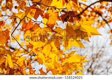 yellowed leaves of oak  on the light background, note shallow depth of  field
