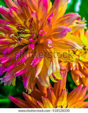 Colorful optimistic joyful macro of dahlia blossoms,fine art painting style, pop-art colors