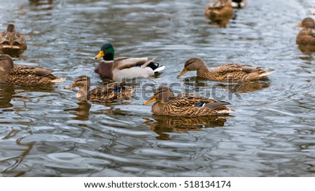 Ducks in wildlife.