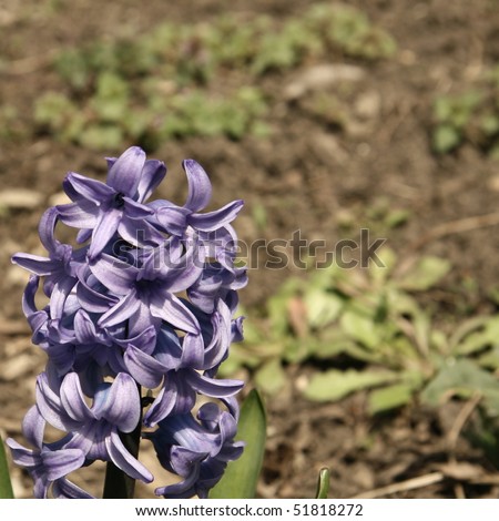 Blue Hyacinth and free space for text message