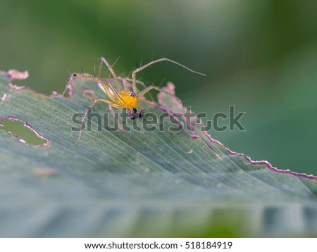 Yellow Spider Walked on a Leaf