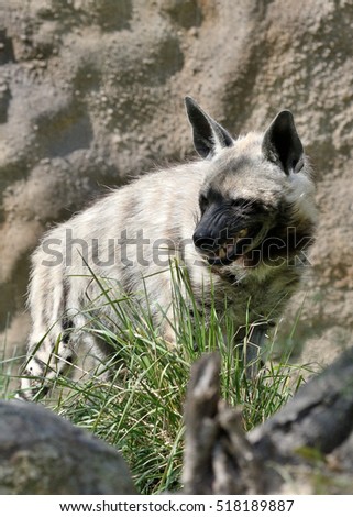 Angry striped hyena (Hyaena hyaena) 