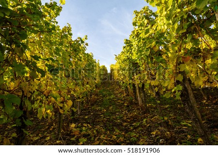 picture of vineyards at the Moselle in Germany