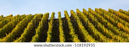 panoramic picture of vineyards at the Moselle, Germany