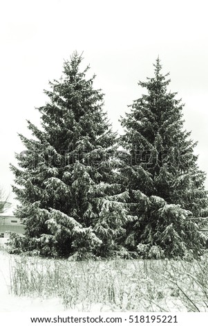 Christmas trees / Coniferous trees with snow. Concept: Winter, Holidays, Snow, Pine trees, Coniferous