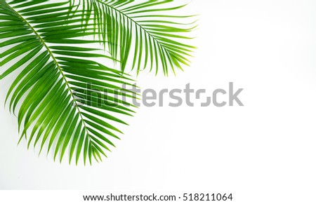 Green leaves palm isolated on white, green leaves palm from tropical. Royalty-Free Stock Photo #518211064