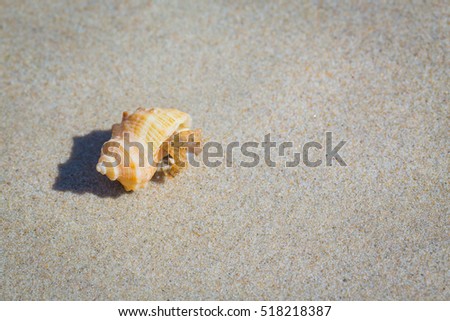 Hermit Crab.Hermit Crab on the beach.