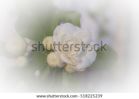 Abstract, Fresh Jasmine flower for backdrop or background texture
