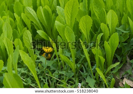 Background with green leaves(vegetables)