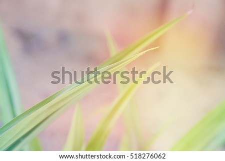 photo of filter effect colour witch soft focus background