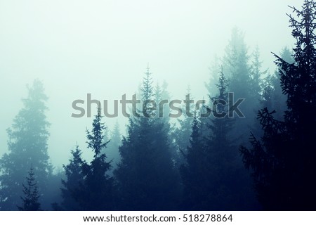 Misty fog in fir forest on mountain slopes. Color toning.
