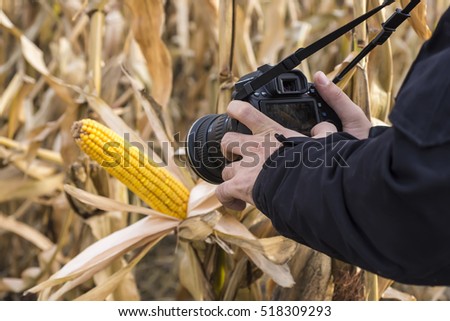 Photographer Taking Picture of Corn Cob in the Field