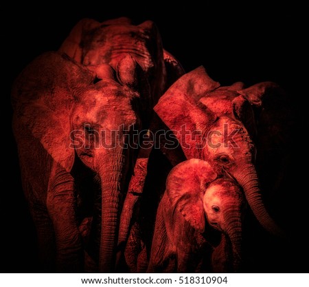 Monochrome glowing low key elephant family portrait in red glowing tones on black background made in South Africa, symbolic, figurative, strong team, teaming,together,family,strength, power,shelter