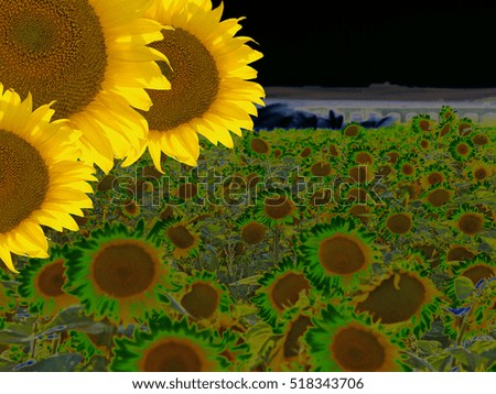 Background of sunflowers on summertime