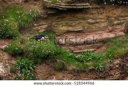 Puffin standing on the edge of a cliff