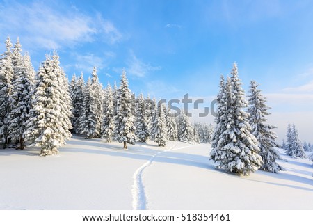 On the lawn covered with white snow there is a trampled path that lead to the dense forest in nice winter day.  
