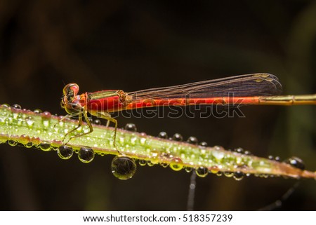 Dragonfly on nature leaves as background