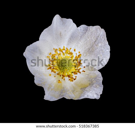 White anemone flower isolated on black background, closeup