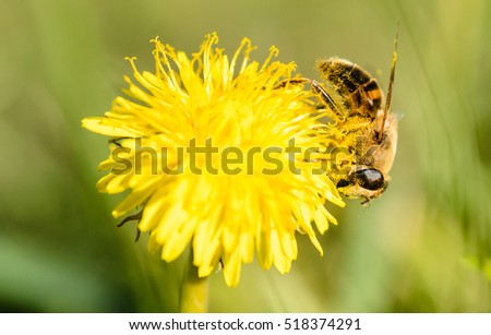 A bee in its natural environment. Bee on a flower dandelion. A honey bee collects nectar on a yellow dandelion flower.