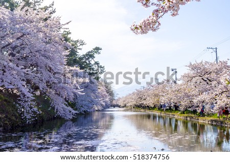 Cherry blossoms at the Hirosaki Castle Park in Hirosaki, Aomori, Japan