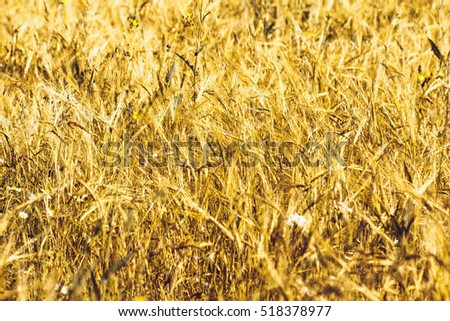Ripe Yellow Ears of Wheat, Art Golden Wheat Field and Sunny Day, Rye Field