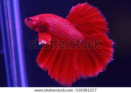 soft focus motion blur of vivid red color Betta fish tail swim in water tank, Siamese fighting fish , breeding and copy space,