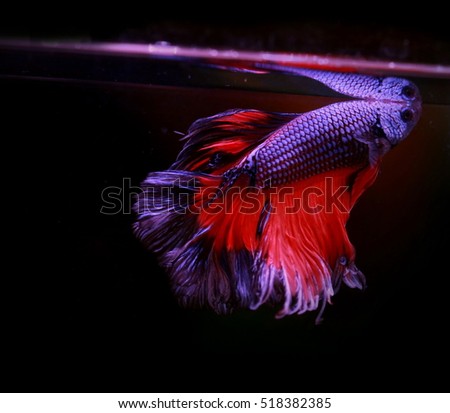 soft focus motion blur of vivid dark blue color Betta fish tail swim in water tank, Siamese fighting fish , breeding and copy space,