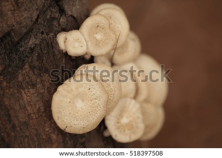 Tropical forest with white mushrooms