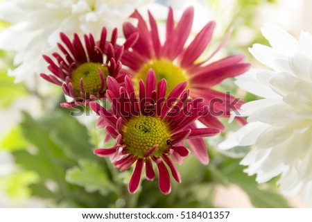 Chrysanthemum indicum, Indian chrysanthemum, Oury, mum flowers in bloom