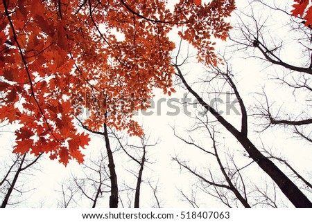 Picture of the treetop on white background with red leaves.