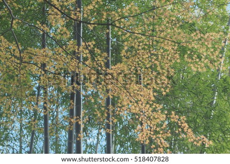 Winter yellow leaves in bamboo grove