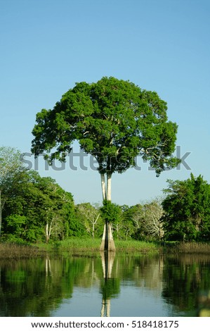 Solitary tree on the amazon river