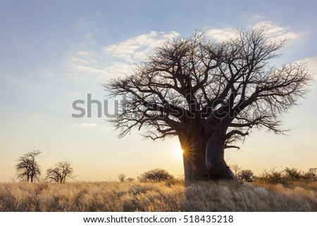Sun starburst at baobab tree