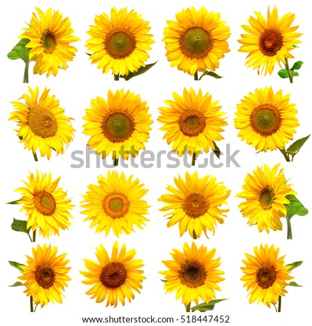 Sunflowers collection on the white background. Yellow flower. Seeds oil. Flat lay, top view. Bio. Eco