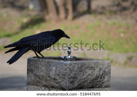 Crow,Bird,Japan.