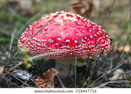 Amanita muscaria (Fly Agaric or Fly Amanita) Poisonous mushroom fungus toadstools in forest Bright red mushroom growing top view macro photo Close-up picture of Amanita in nature toxic mushroom fungus