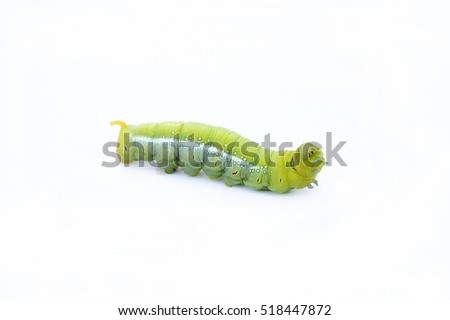 The green worm on white background ,The green caterpillars, Caterpillars eat the green leaves before they pupate and become moths. Royalty-Free Stock Photo #518447872