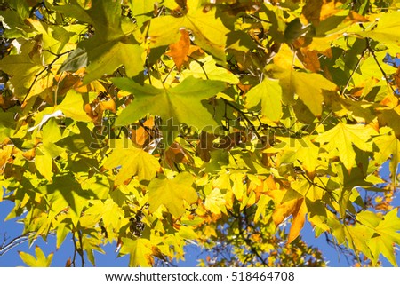 Western sycamore leaves in autumn, California
