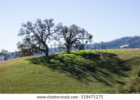 Oak trees, Sunol Regional Wilderness, California