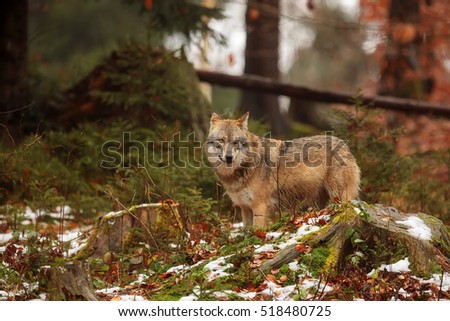 Eurasian wolf in the winter day at the forest