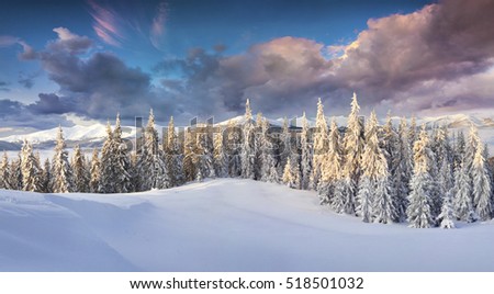 Dramatic winter sunrise in Carpathian mountains with snow covered fir trees. Colorful outdoor scene, Happy New Year celebration concept. Artistic style post processed photo.