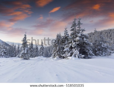 Captivating winter sunrise in Carpathian mountains with snow covered fir trees. Colorful outdoor scene, Happy New Year celebration concept. Artistic style post processed photo.