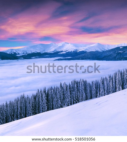 vivid winter sunrise in Carpathian mountains with snow covered fir trees. Great outdoor scene, Happy New Year celebration concept. Artistic style post processed photo.