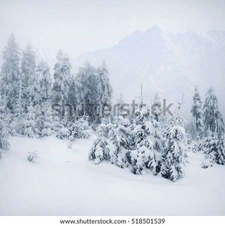 Foggy winter landscape in the mountains. Great outdoor scene in the snowy forest, Happy New Year celebration concept. Artistic style post processed photo.